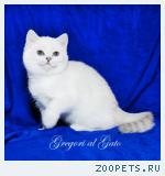 Британские белоснежные котята шиншиллы c синими глазками