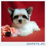 Продаются щенки Бивера (РКФ)!
