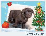 Шоколадные Лабрадорчики к Новому году!