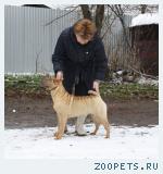 продажа щенка породы Шарпей