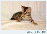 Бенгальские котята