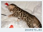Бенгальские котята