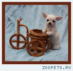 Чихуахуа роскошные щенки