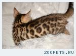 Бенгальские котята