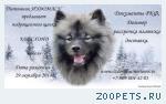 Продается Кеесхонд — подрощенный щенок!