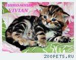 Британские котята черный мрамор из VIVIAN.