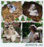 Щенок шитцу продается