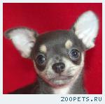Чихуахуа  роскошный голубой мальчик