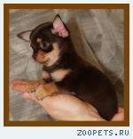 Чихуахуа шоколадные малыши