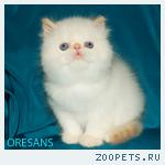 Персидские котята из питомника