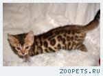 Бенгальские котята