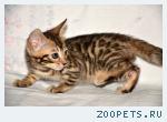 Бенгальские котята
