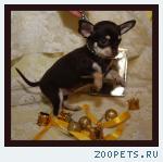 Чихуахуа  мальчик мини