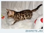 Бенгальские котята
