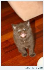 клубные котята