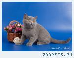 Британский котёнок