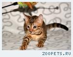 Бенгальские котята