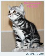 Британские котята вискас из питомника VIVIAN