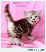 Британские шоколадные  котята из питомника VIVIAN