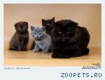 клубные котята питомника''sweettoy''