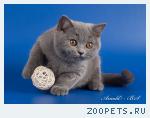 Британский котёнок