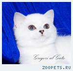 Эксклюзивные британцы шиншиллы с фиалковыми глазками