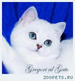 Британские котята шиншиллы c изумрудными глазками