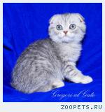 Вислоухие плюшевые серебристые клубные котята