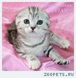 Шотландские вислоухие котята из питомника