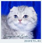 Вислоухие плюшевые серебристые клубные котята