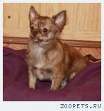 Чихуахуа  мальчик мини
