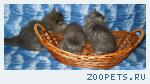 Продажа котят