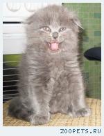 Продажа котят