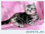 Британские котята вискас из питомника VIVIAN