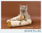 Британский лиловый котенок.