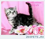 Британские котята вискас из питомника VIVIAN