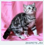 Британские котята вискас из питомника VIVIAN