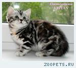 Британские котята вискас из питомника VIVIAN