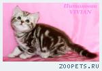 Британские котята шоколадный мрамор на серебре из VIVIAN.