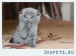 Котята шотландские.