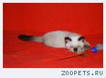 Котята скоттиш-страйт шотландские редкого окраса сил-поинт..