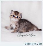 Золотой роскошный котик Джереми шоу-класс
