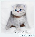 Эксклюзивный голубой золотой котик Гуччи шоу-класс