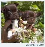 Роскошные щенки чихуахуа
