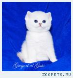 Британские котята серебристые шиншиллы шоу-класс