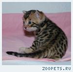 Бенгальские котята
