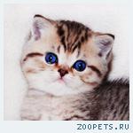 Золотая шиншилла с изумрудными глазками котята шоу-класс