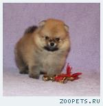 Померанский шпиц, щенки