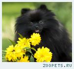 Померанский шпиц подрощенная девочка