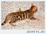 Отдам бенгальскую кошку